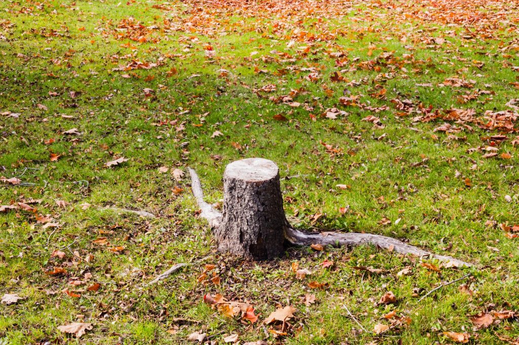 Kyle Tree Trimming - Stump Grinding 1 Kyle Tree Trimming - Stump Grinding 1