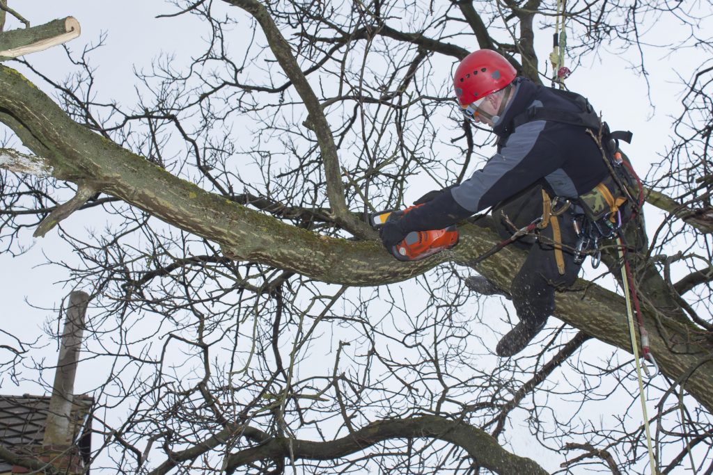 Kyle Tree Trimming - Tree Trimming 1 Kyle Tree Trimming - Tree Trimming 1
