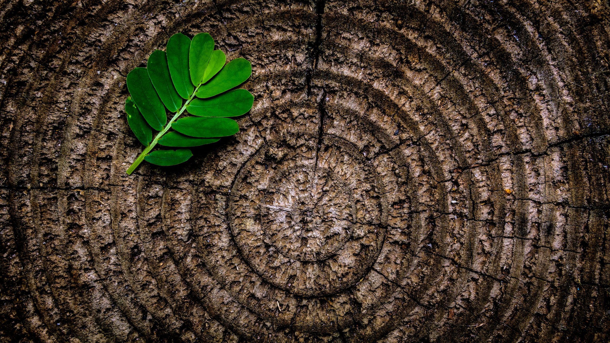 Stump Grinding Kyle TX Tree Trimming Services